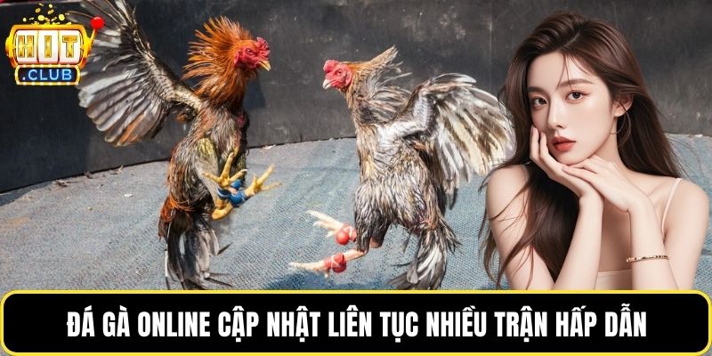 Đá gà online cập nhật liên tục nhiều trận hấp dẫn