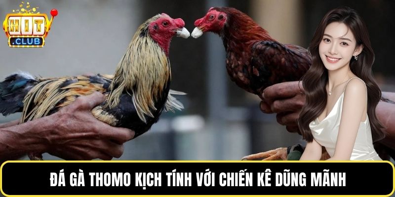 Đá gà Thomo kịch tính với chiến kê dũng mãnh