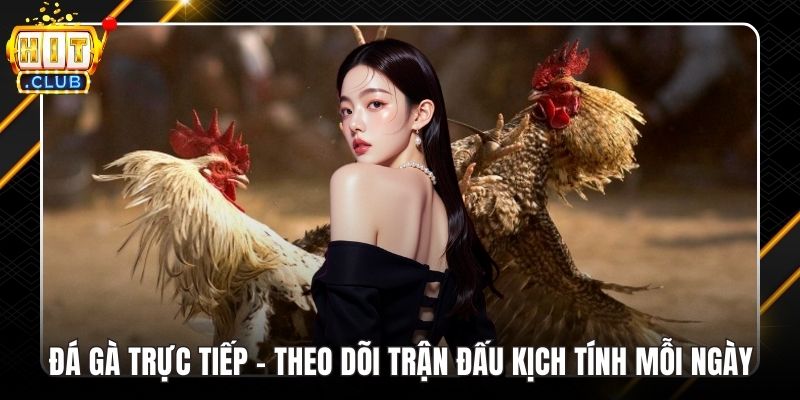 Đá gà trực tiếp