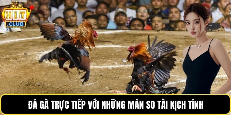 Đá gà trực tiếp với những màn so tài kịch tính
