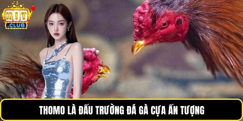 Thomo là đấu trường đá gà cựa ấn tượng