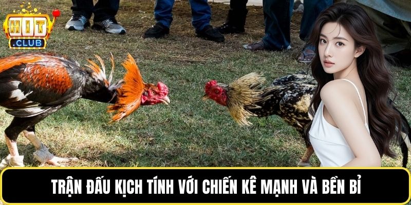 Trận đấu kịch tính với chiến kê mạnh và bền bỉ