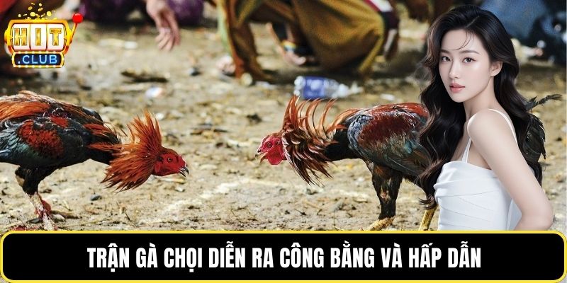 Trận gà chọi diễn ra công bằng và hấp dẫn