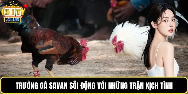 Trường gà Savan sôi động với những trận kịch tính
